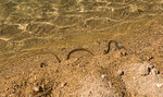 Snake in snake Gorge